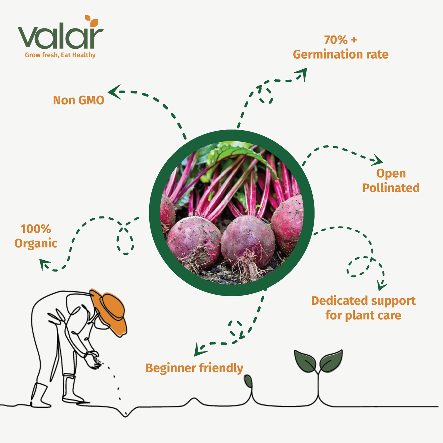Beetroot Seeds | Open Pollinated Non-GMO seeds
