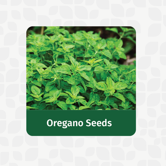 Valar Oregano Seeds 🌿 | Open Pollinated Non-GMO Seeds 🌱 | Home Gardening, Balcony Farming, Mediterranean Herbs