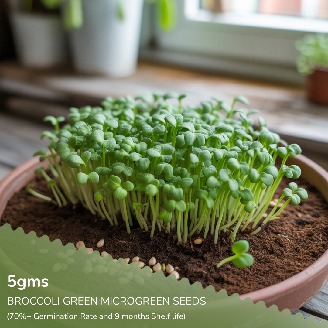 6-in-1 Microgreen Seed Bundle (Broccoli, Methi, Mustard, Pea Shoot, Beetroot, & White Radish)