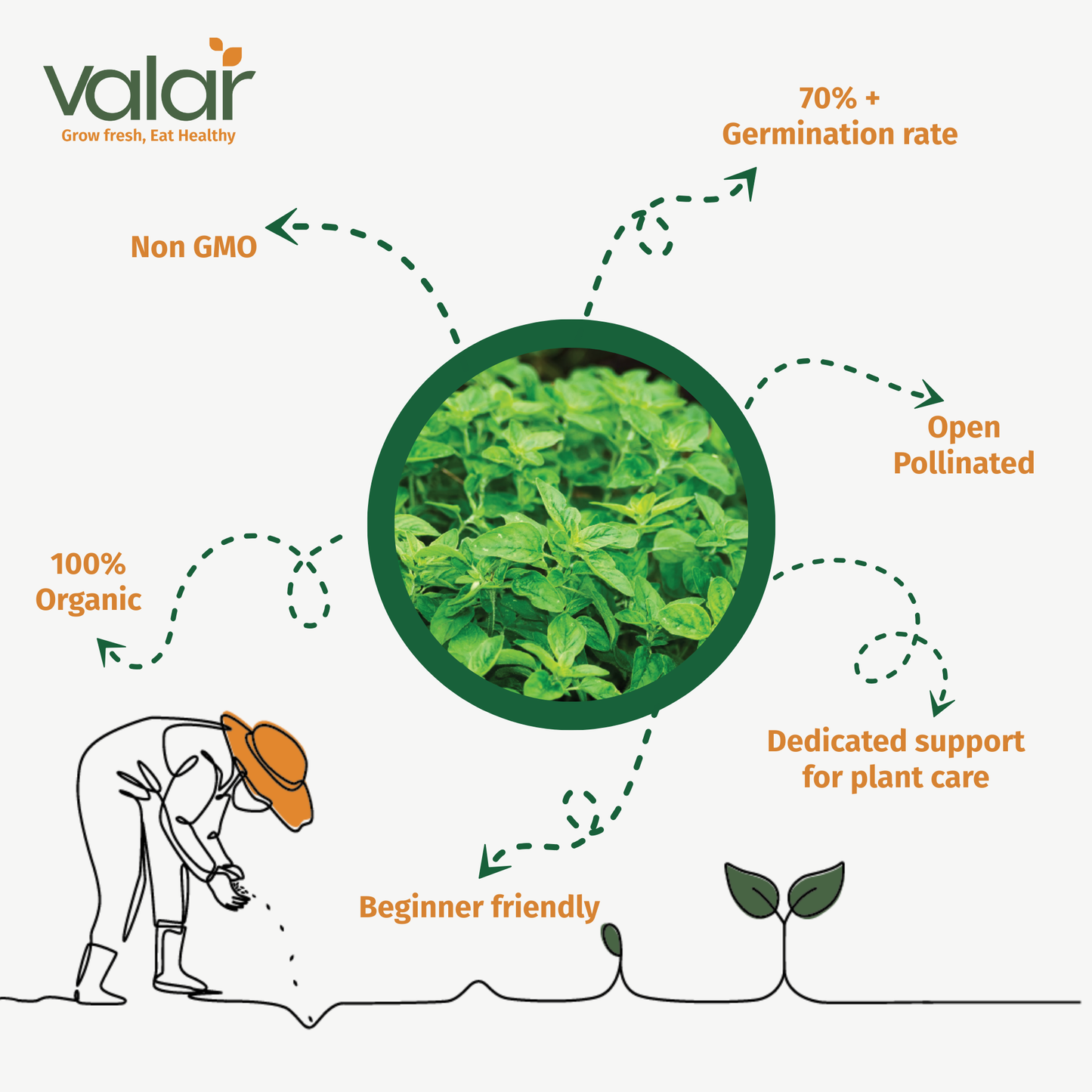 Valar Oregano Seeds 🌿 | Open Pollinated Non-GMO Seeds 🌱 | Home Gardening, Balcony Farming, Mediterranean Herbs
