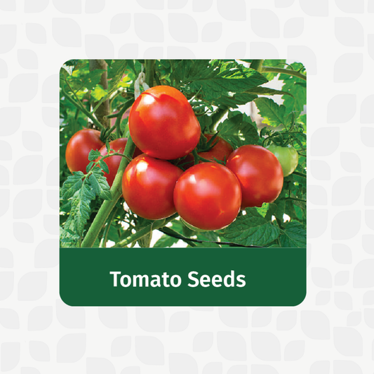 Tomato Seeds | Open Pollinated Non-GMO seeds