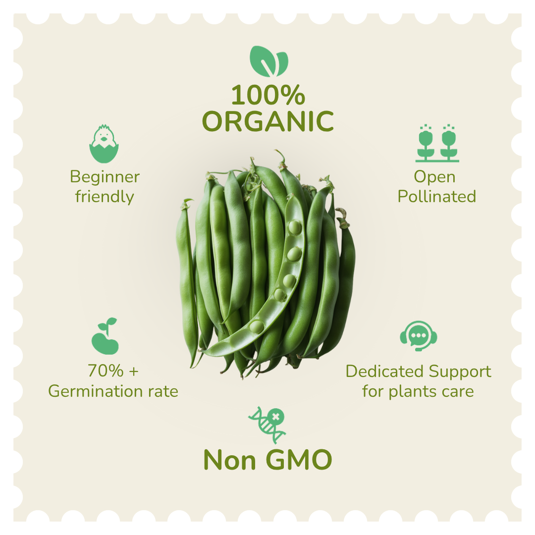 Organic Cluster Beans Seeds