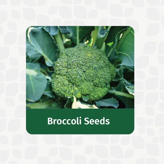 Valar Broccoli Seeds 🥦 | Open Pollinated Non-GMO Seeds 🌱 | Home Gardening, Balcony Farming, Superfood Florets