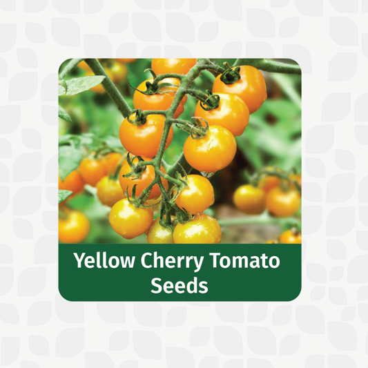 Yellow Cherry Tomato Seeds | Open Pollinated Non-GMO seeds