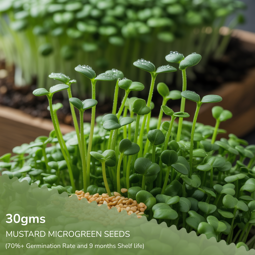 6-in-1 Microgreen Seed Bundle (Broccoli, Methi, Mustard, Pea Shoot, Beetroot, & White Radish)