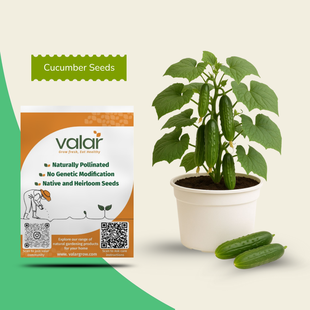 Organic Cucumber Seeds