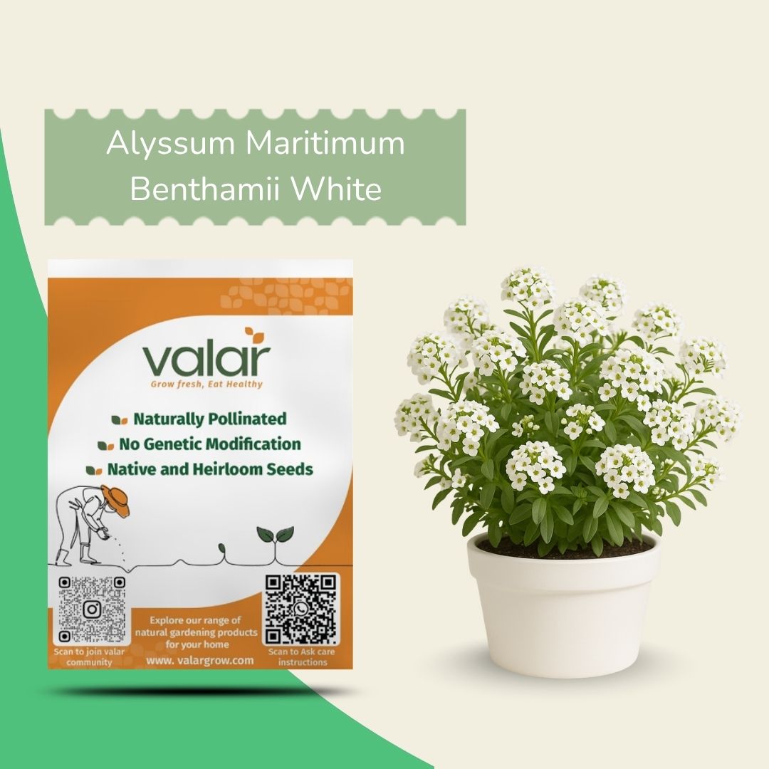 Alyssum Maritimum Benthamii White Seeds