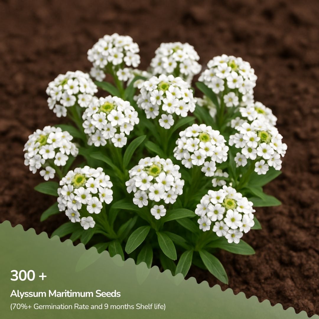 Alyssum Maritimum Benthamii White Seeds