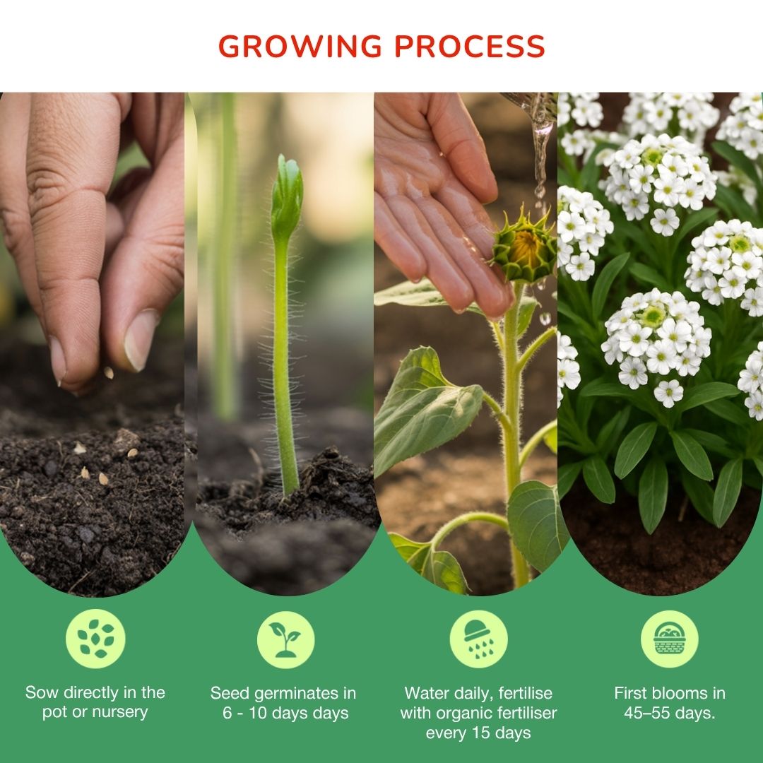 Alyssum Maritimum Benthamii White Seeds