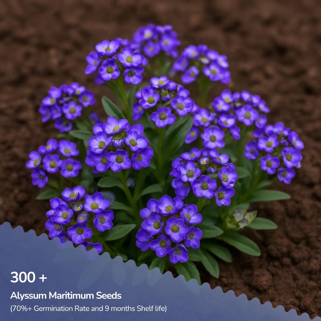 Alyssum Maritimum "Royal" Carpet Blue Seeds