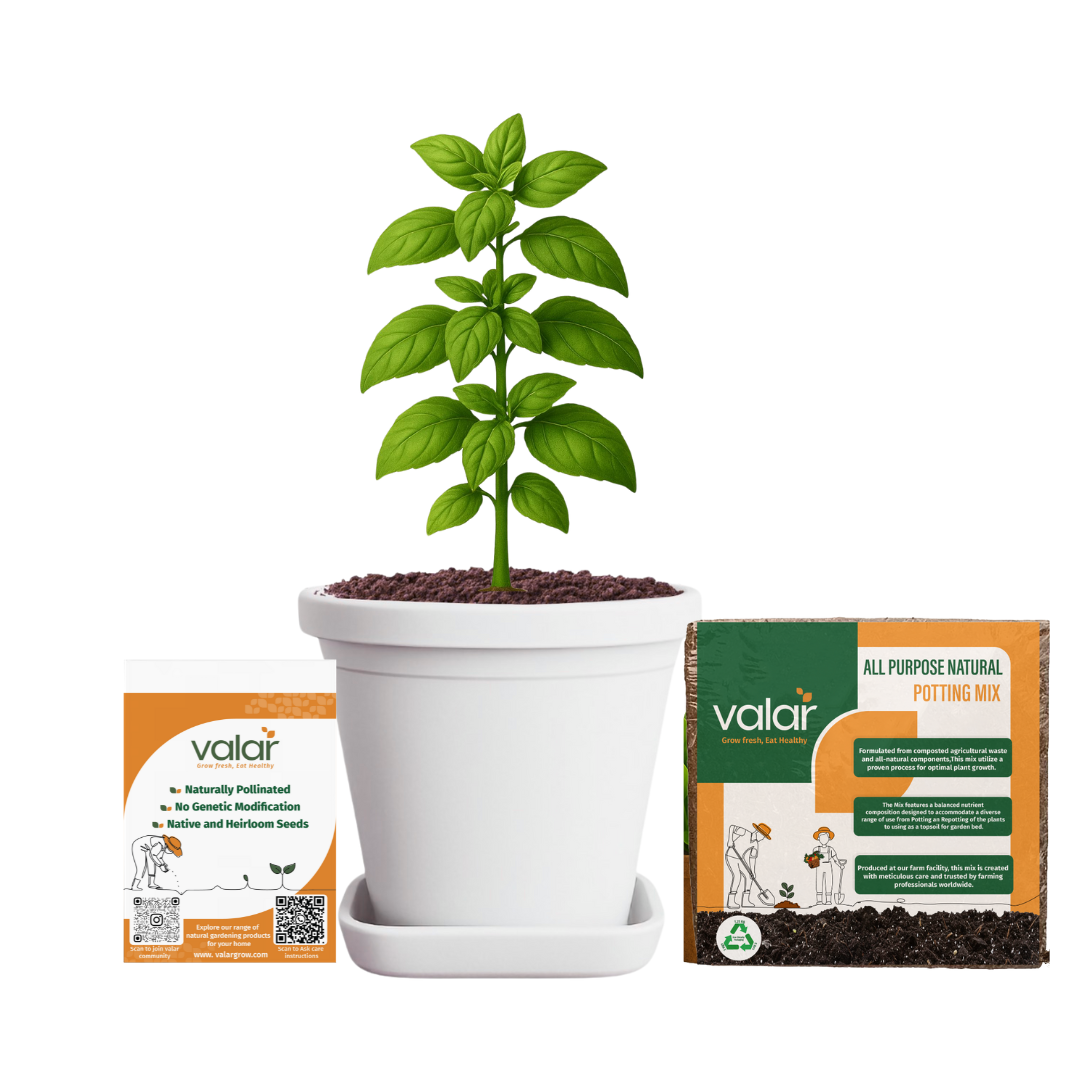 Basil Seeds + 100% Organic All Purpose Potting Mix perfect for home gardening (5 litres)