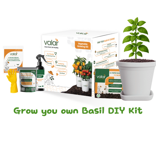 🌱 Valar Basil Growing Kit | All-in-One Home Gardening Set 🌿 (Pack of 1 - Big) | Reusable Pot + Organic Seeds + Bio-Fertilizers