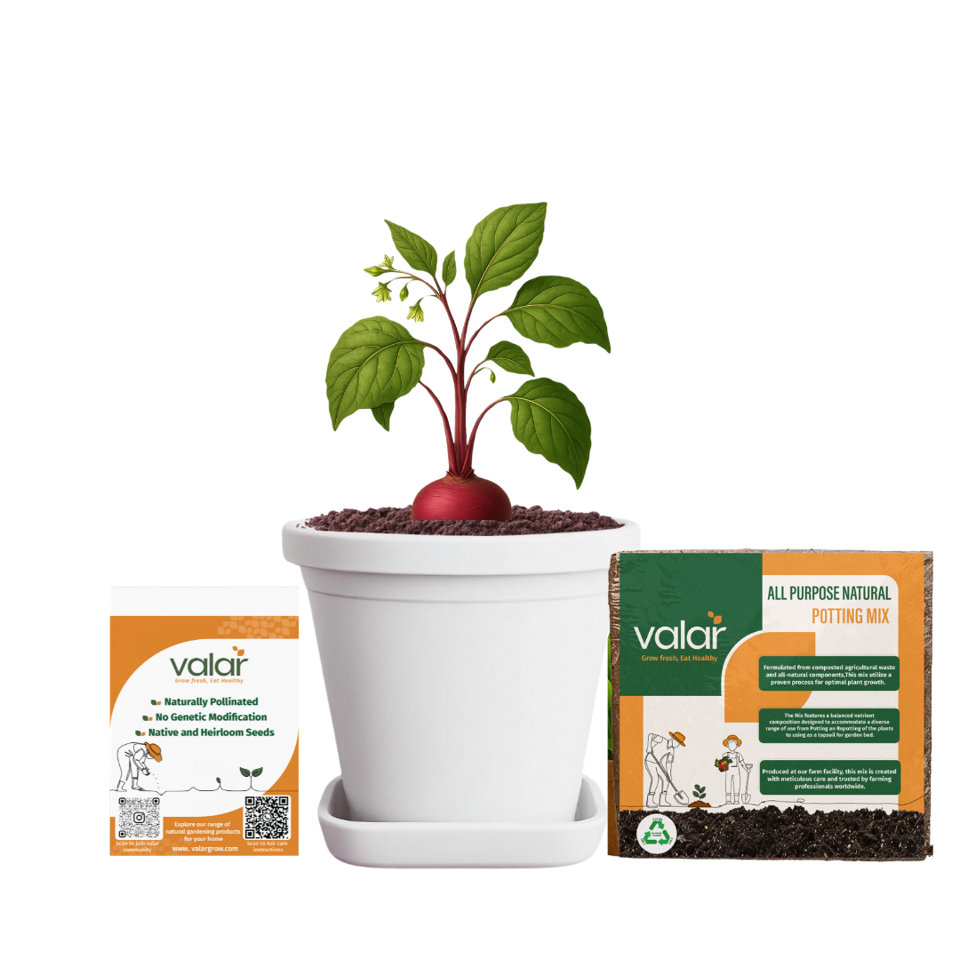 Beetroot seeds + 100% Organic All Purpose Potting Mix perfect for home gardening (5 litres)