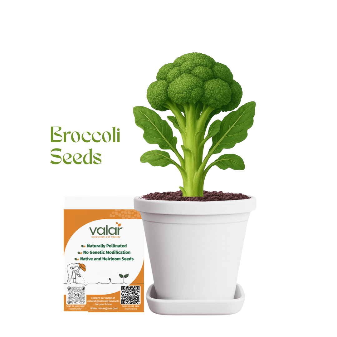 Valar Broccoli Seeds 🥦 | Open Pollinated Non-GMO Seeds 🌱 | Home Gardening, Balcony Farming, Superfood Florets