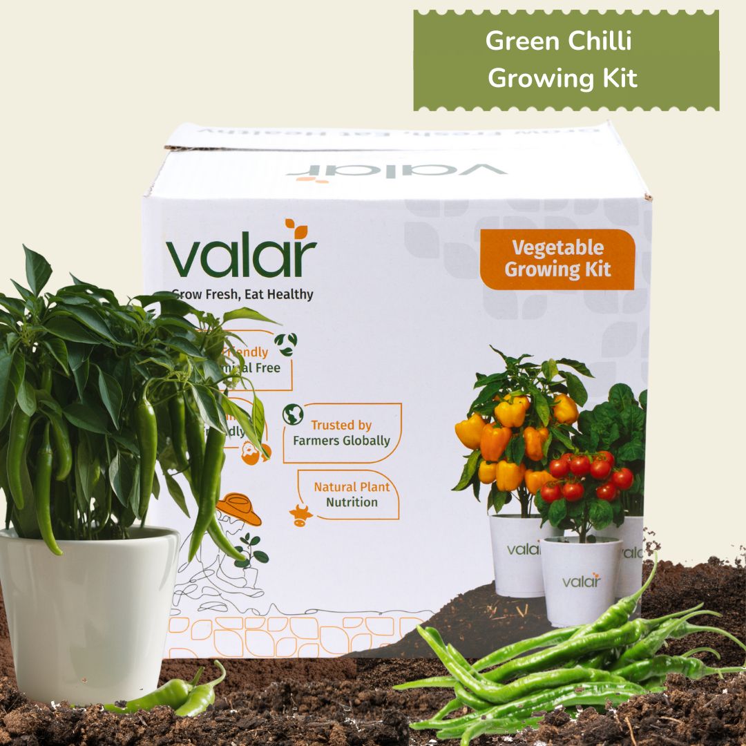 DIY Organic Green Chilli Grow Kit
