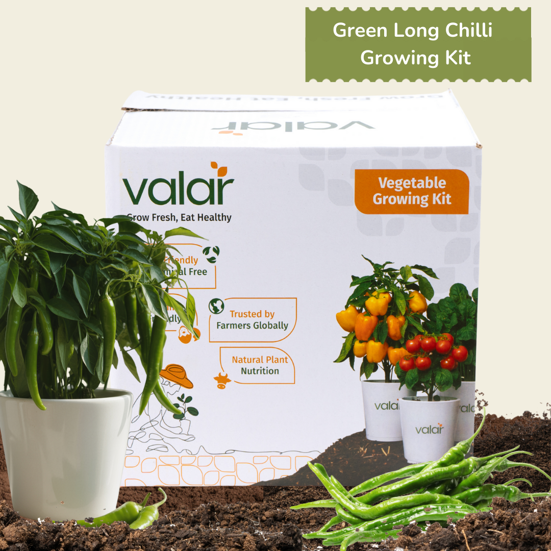 DIY Organic Long Green Chilli Grow Kit