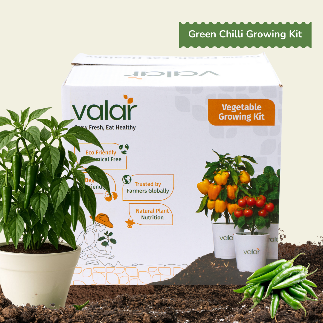 DIY Organic Samba Green Chilli Grow Kit