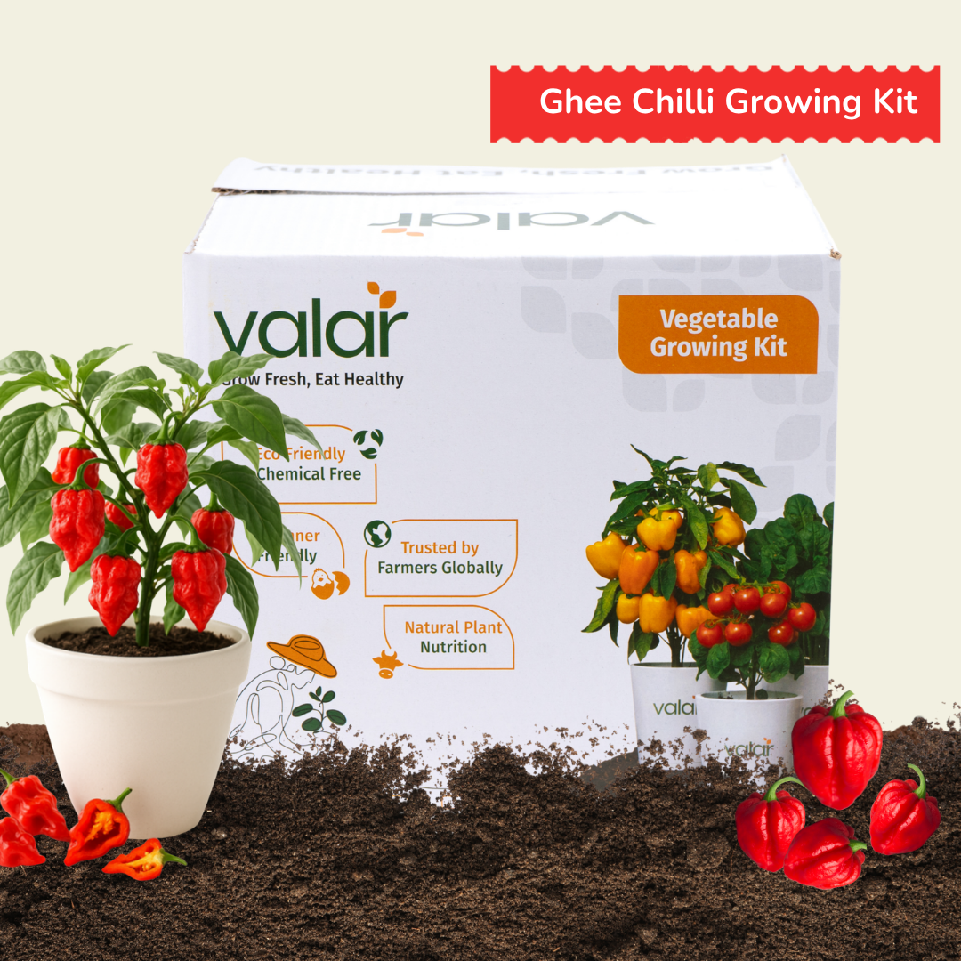 DIY Ghee Chilli Grow Kit