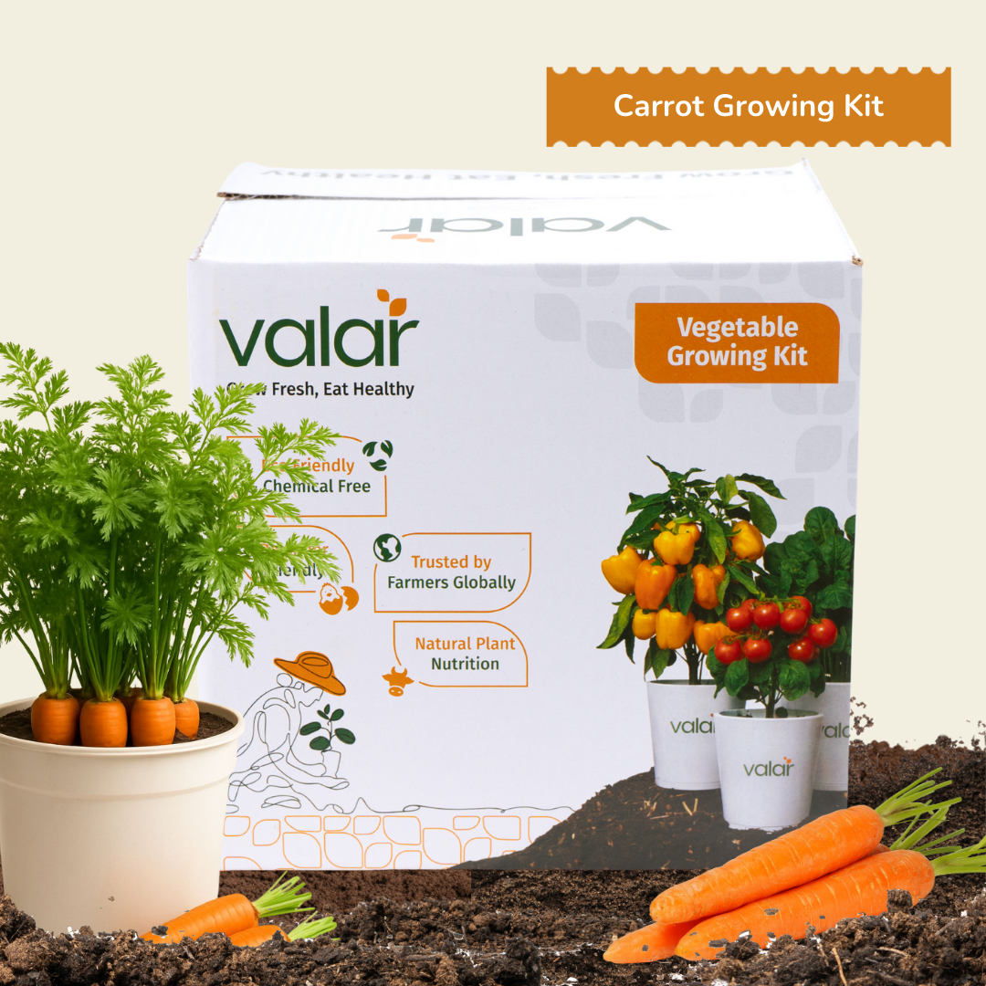 DIY Organic Orange Carrot Grow Kit