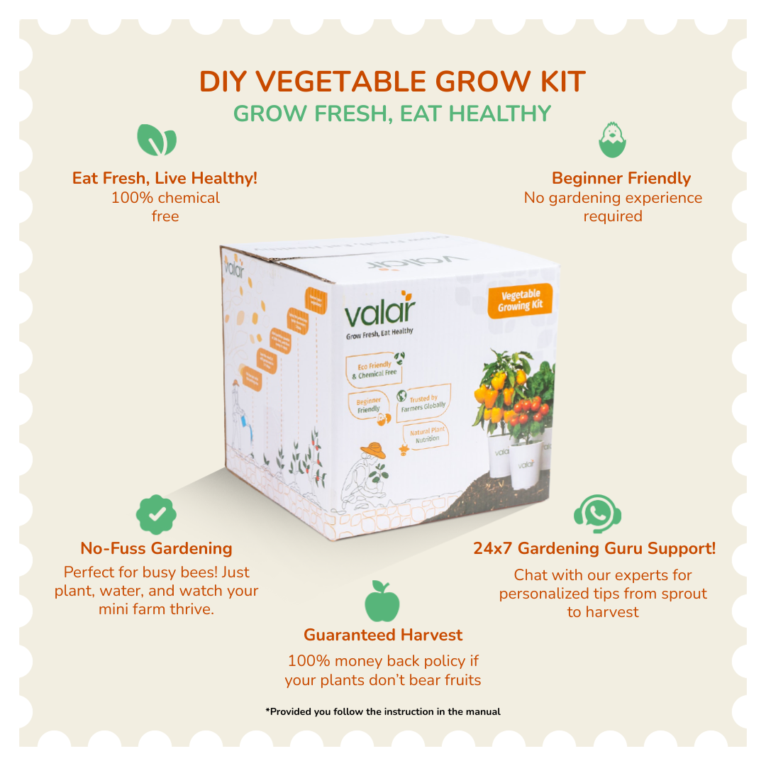 DIY African Togo Tomato Grow Kit