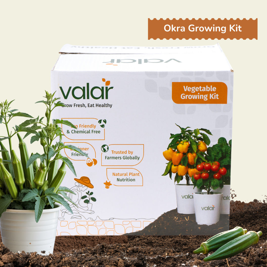 good fertilizer for okra plants Valar Okra Growing Kit-Organic, Non-GMO Home Gardening Set (Pack of 1) – Valar Grow