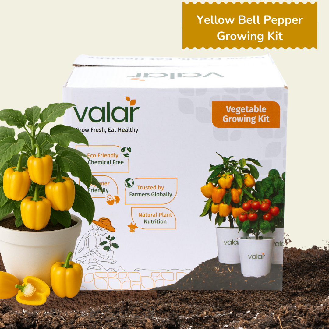 DIY Organic Capsicum Grow Kit