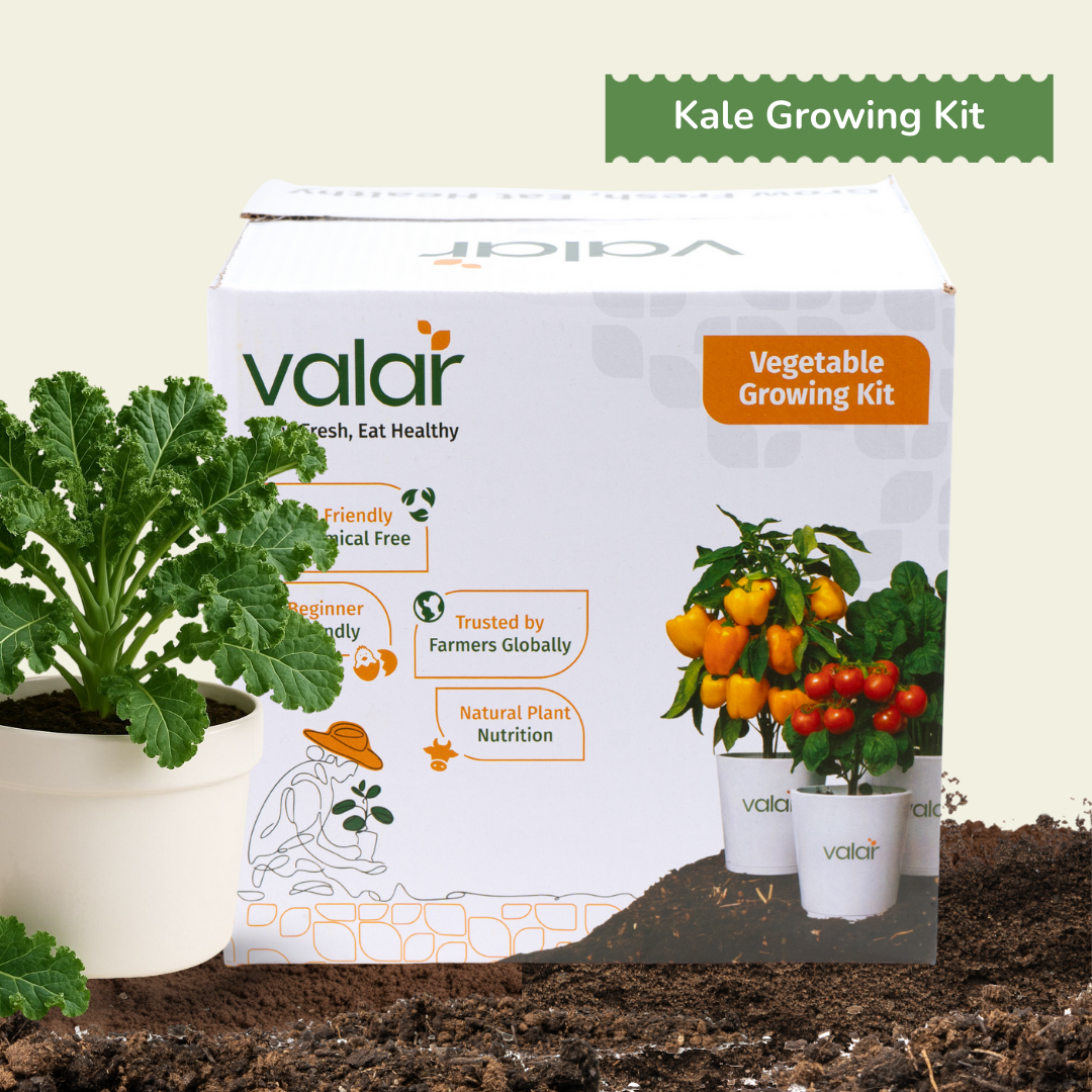 DIY Organic Kale Grow Kit
