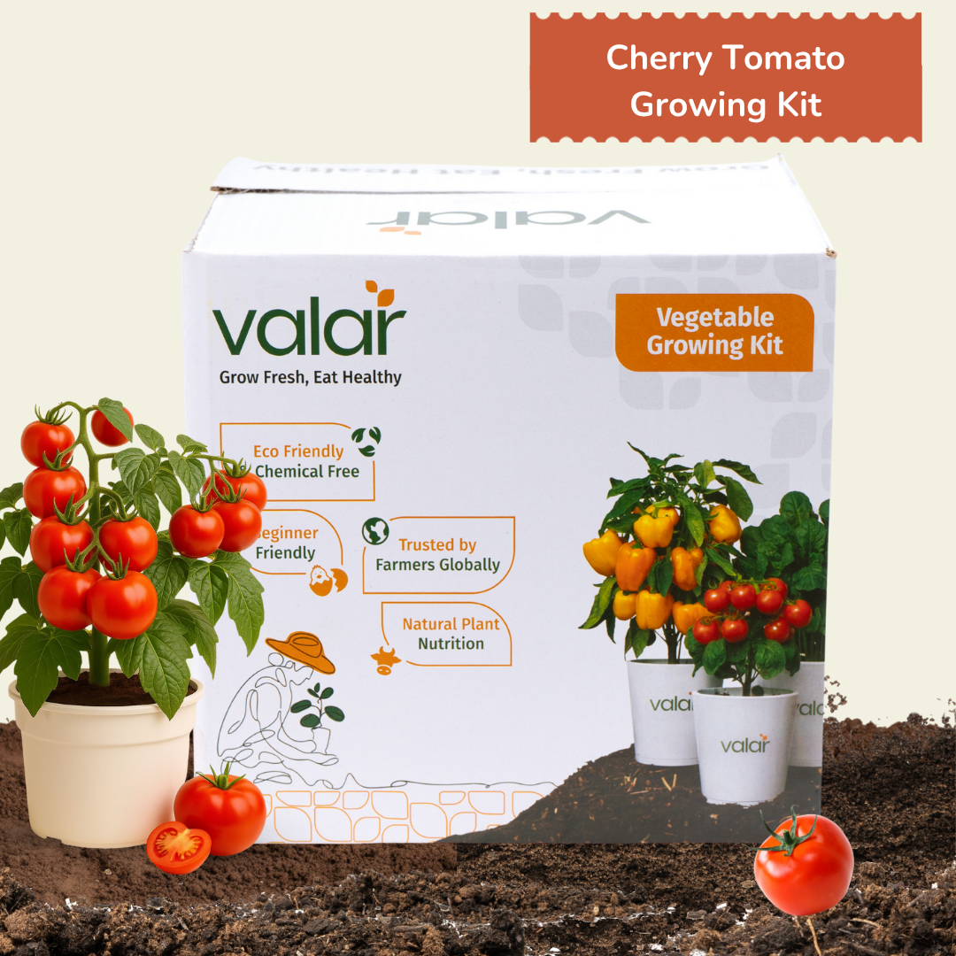 DIY Organic Cherry Tomato Grow Kit