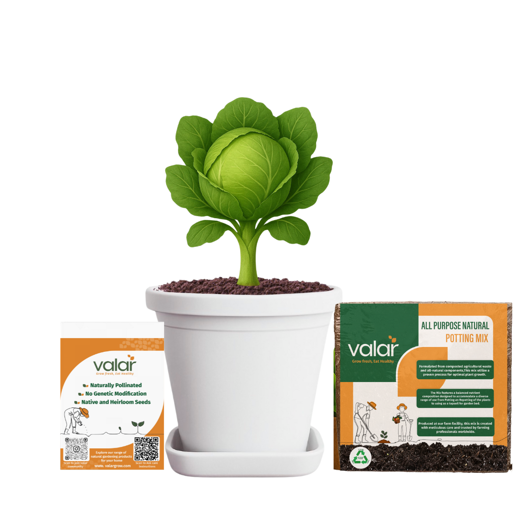 Cabbage Seeds + 100% Organic All Purpose Potting Mix perfect for home gardening (5 litres)
