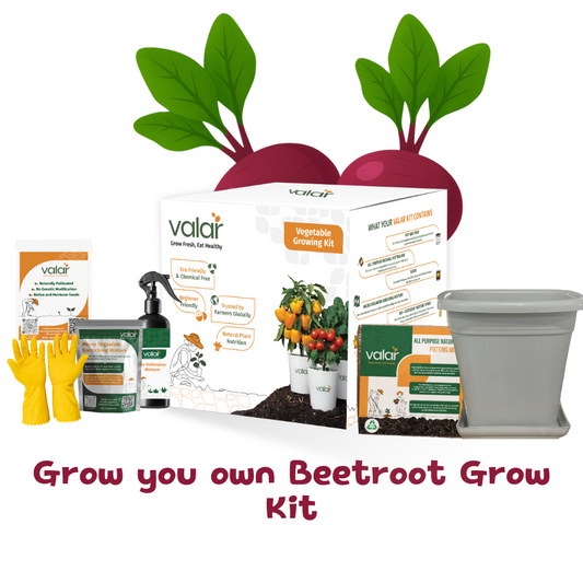 🌱 Valar Beetroot Growing Kit | All-in-One Home Gardening Set 🌿 (Pack of 1 - Big) | Reusable Pot + Organic Seeds + Bio-Fertilizers