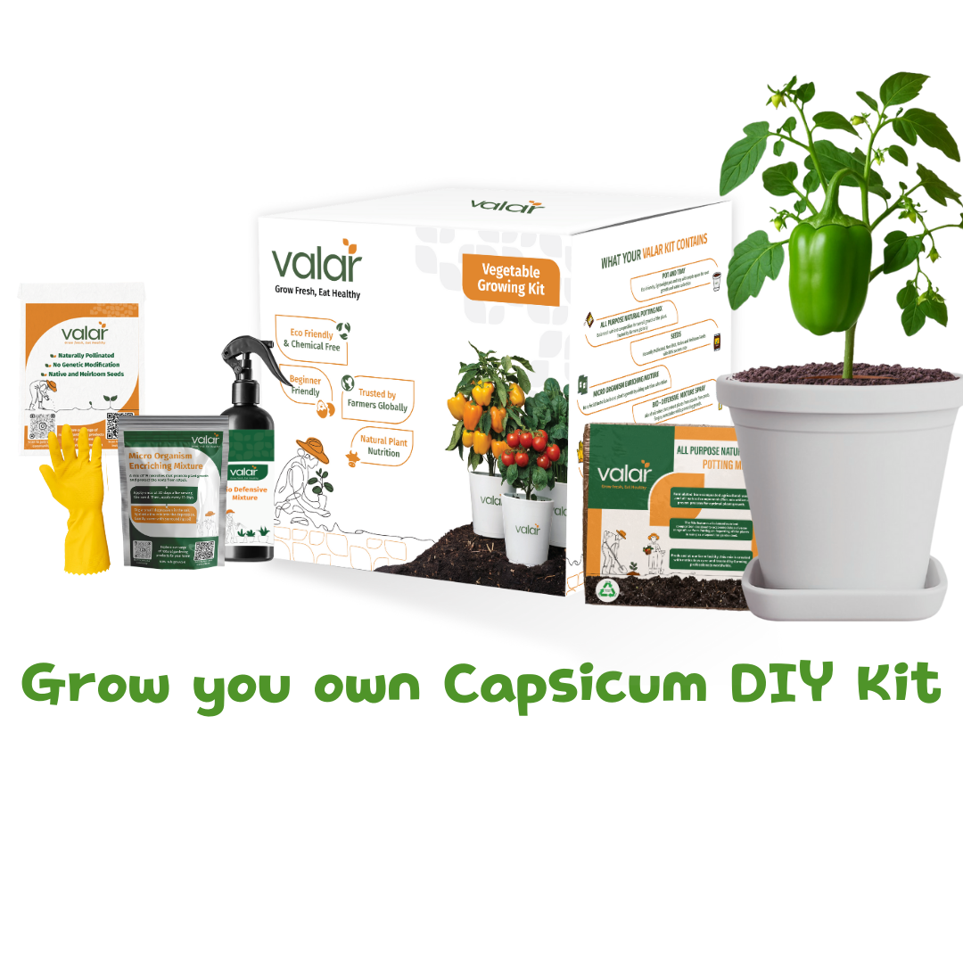 🌱 Valar Capsicum Growing Kit | All-in-One Home Gardening Set 🌿 (Pack of 1 - Big) | Reusable Pot + Organic Seeds + Bio-Fertilizers