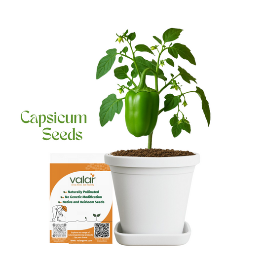 Valar Capsicum Seeds 🌶️ | Open Pollinated Non-GMO Seeds 🌱 | Home Gardening, Balcony Farming, Sweet & Spicy Peppers