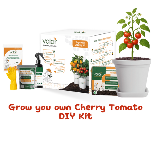 🌱 Valar Cherry Tomato Growing Kit | All-in-One Home Gardening Set 🌿 (Pack of 1 - Big) | Reusable Pot + Organic Seeds +Bio-Fertilizers