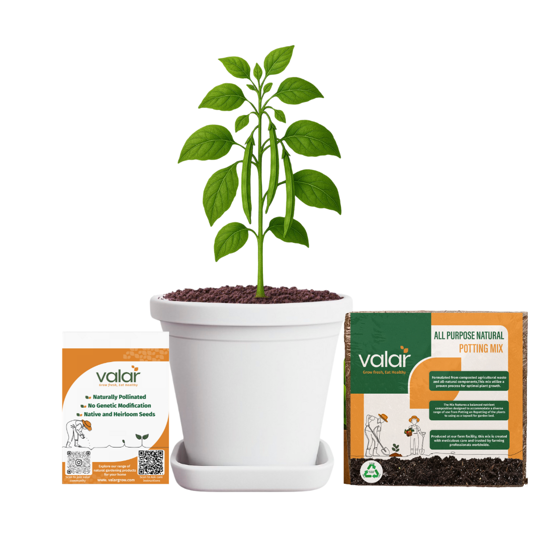 Cluster Beans Seeds + 100% Organic All Purpose Potting Mix perfect for home gardening (5 litres)