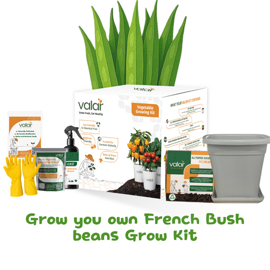 🌱 Valar Bush French Beans Growing Kit | All-in-One Home Gardening Set 🌿 (Pack of 1 - Big) | Reusable Pot + Organic Seeds + Fertilizers