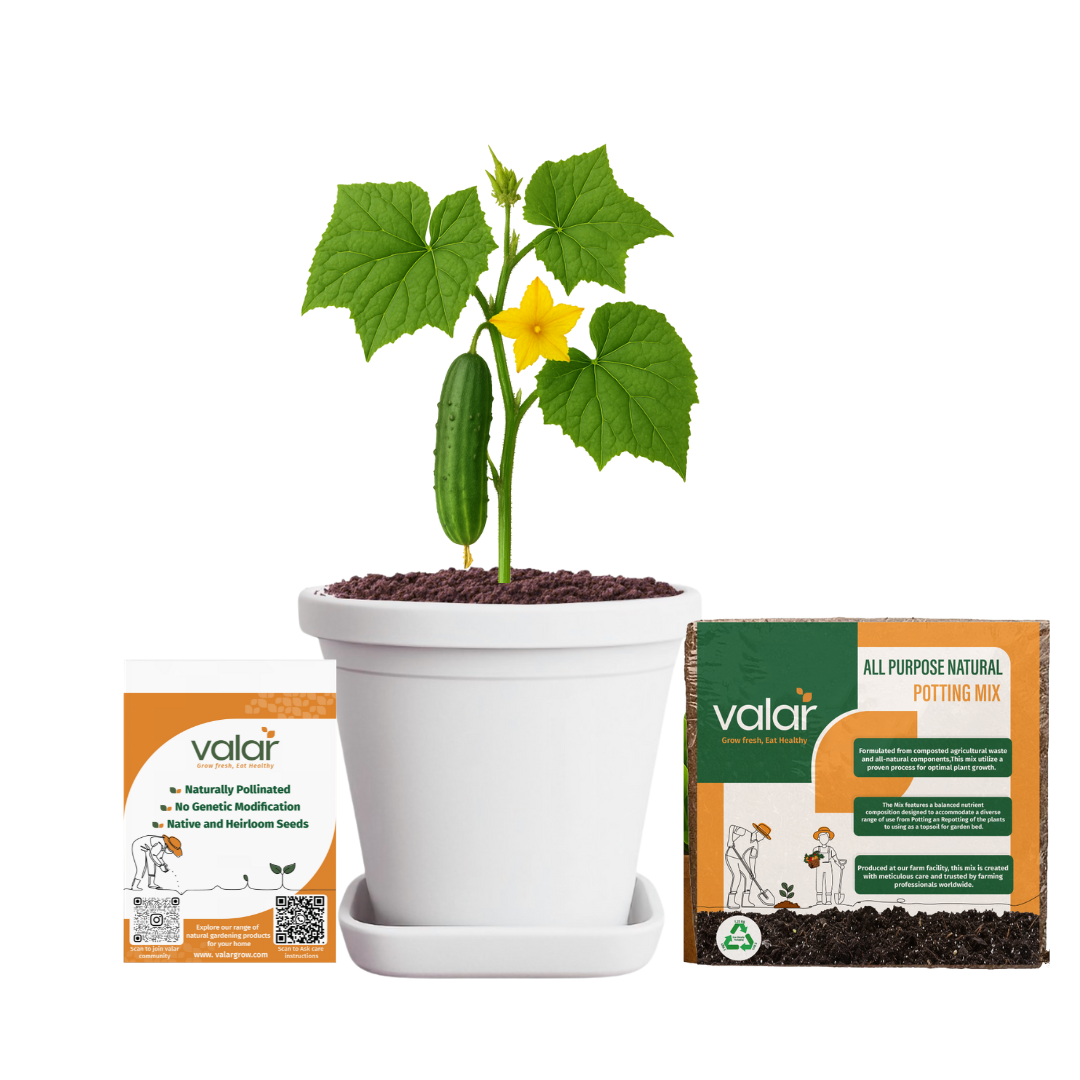 Cucumber Seeds + 100% Organic All Purpose Potting Mix perfect for home gardening (5 litres)