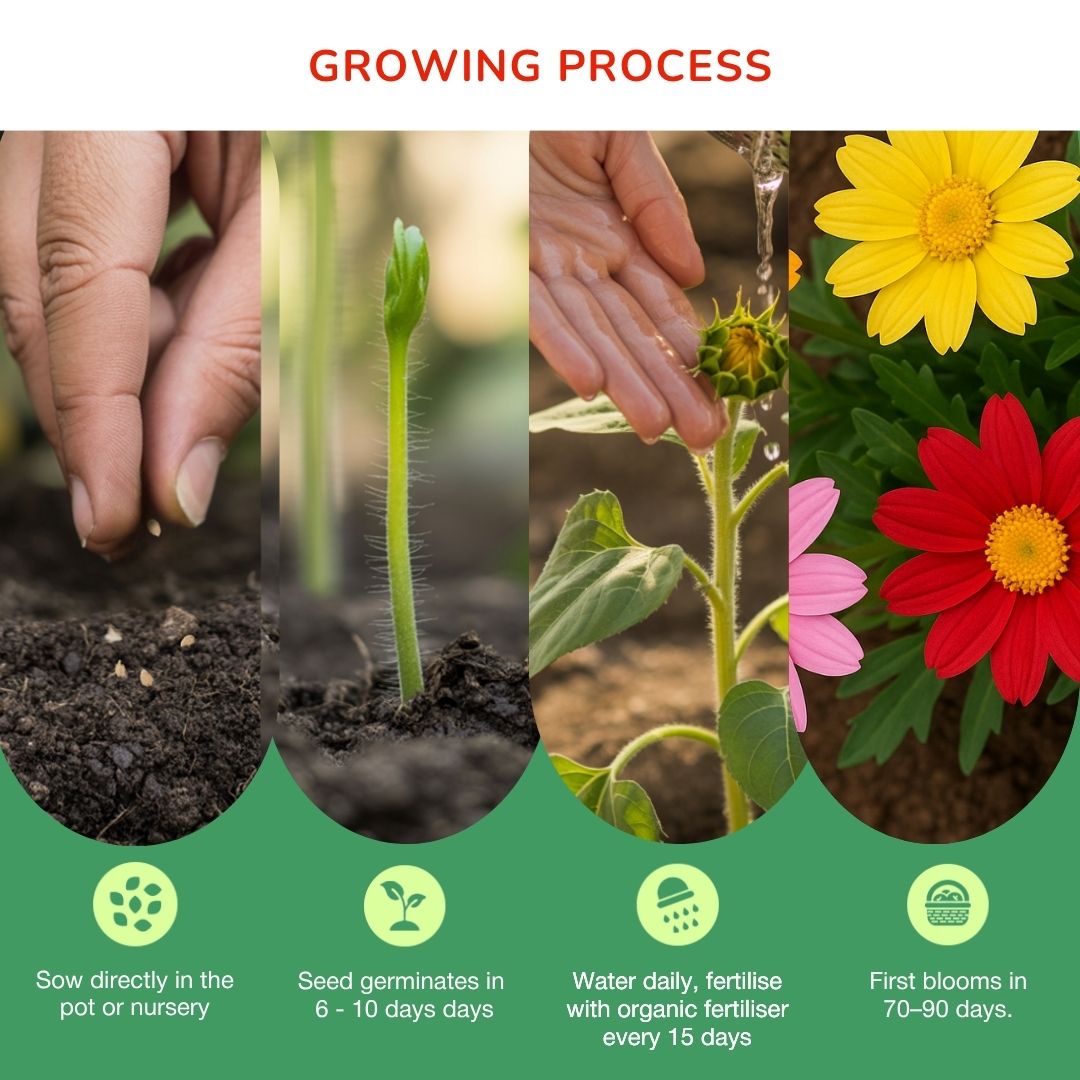 Calendula Bloom Spell Seed Kit | Eco-Friendly Corporate & Event Gifting Kit | Customisable