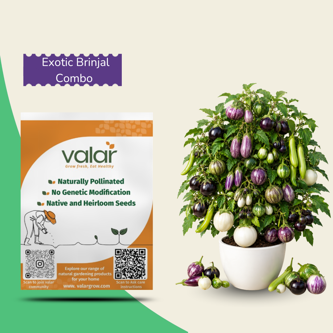 Organic Exotic Brinjal Combo Mix (15 Brinjal Varieties Seeds)