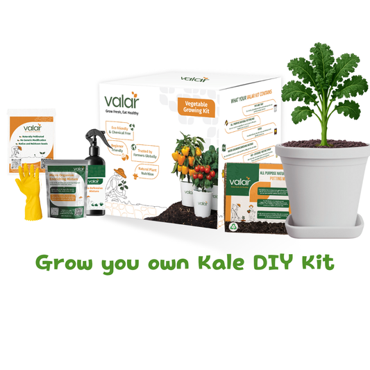 🌱 Valar Kale Growing Kit | All-in-One Home Gardening Set 🌿 (Pack of 1 - Big) | Reusable Pot + Organic Seeds + Fertilizers
