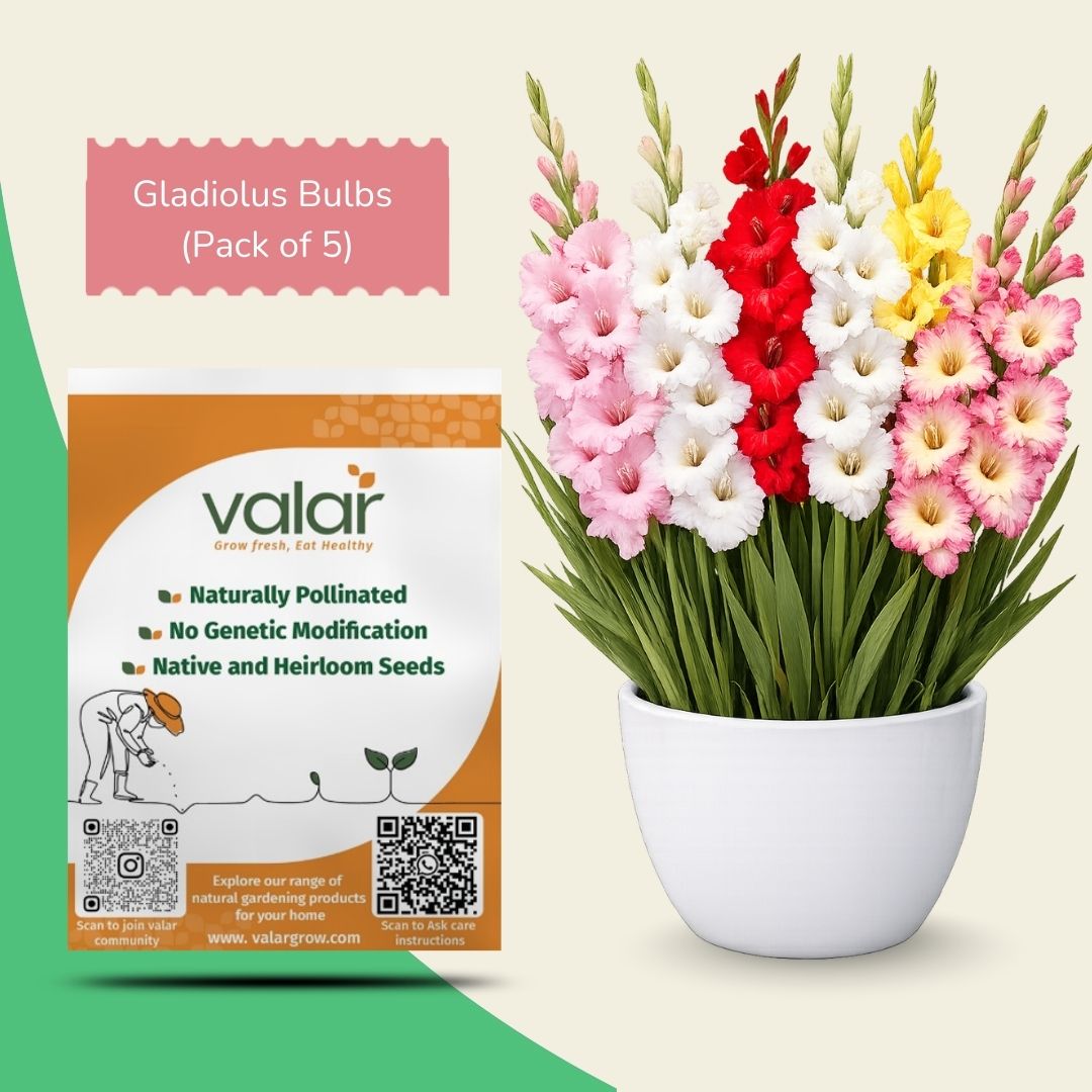 Pack of 5 Gladiolus Bulbs (Pink, Yellow, White, Red, Bi-Colour)