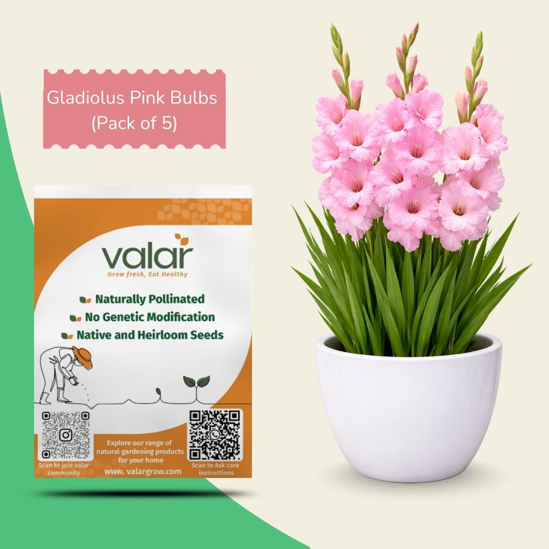 Pack of 5 Gladiolus Bulbs [ Pink ]