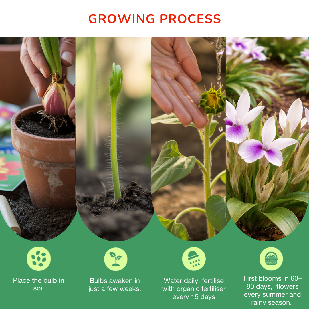 Kaempferia Bulbs (Pack of 3)