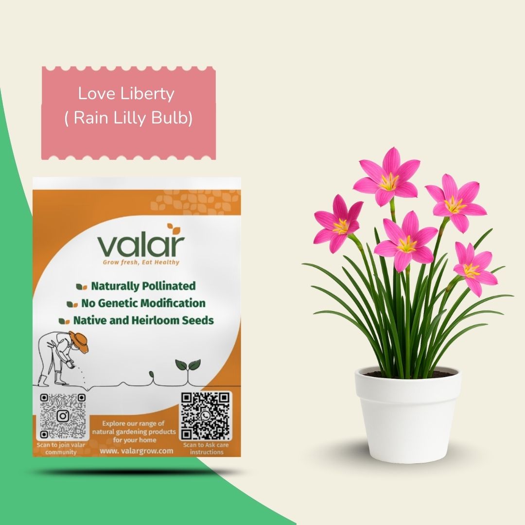 Love Liberty (Rain Lilly Bulbs)