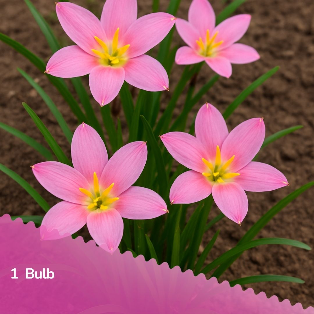 Love Liberty (Rain Lilly Bulbs)