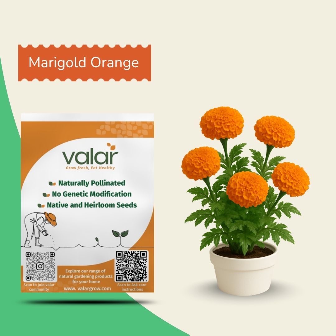 Marigold Orange African Seeds