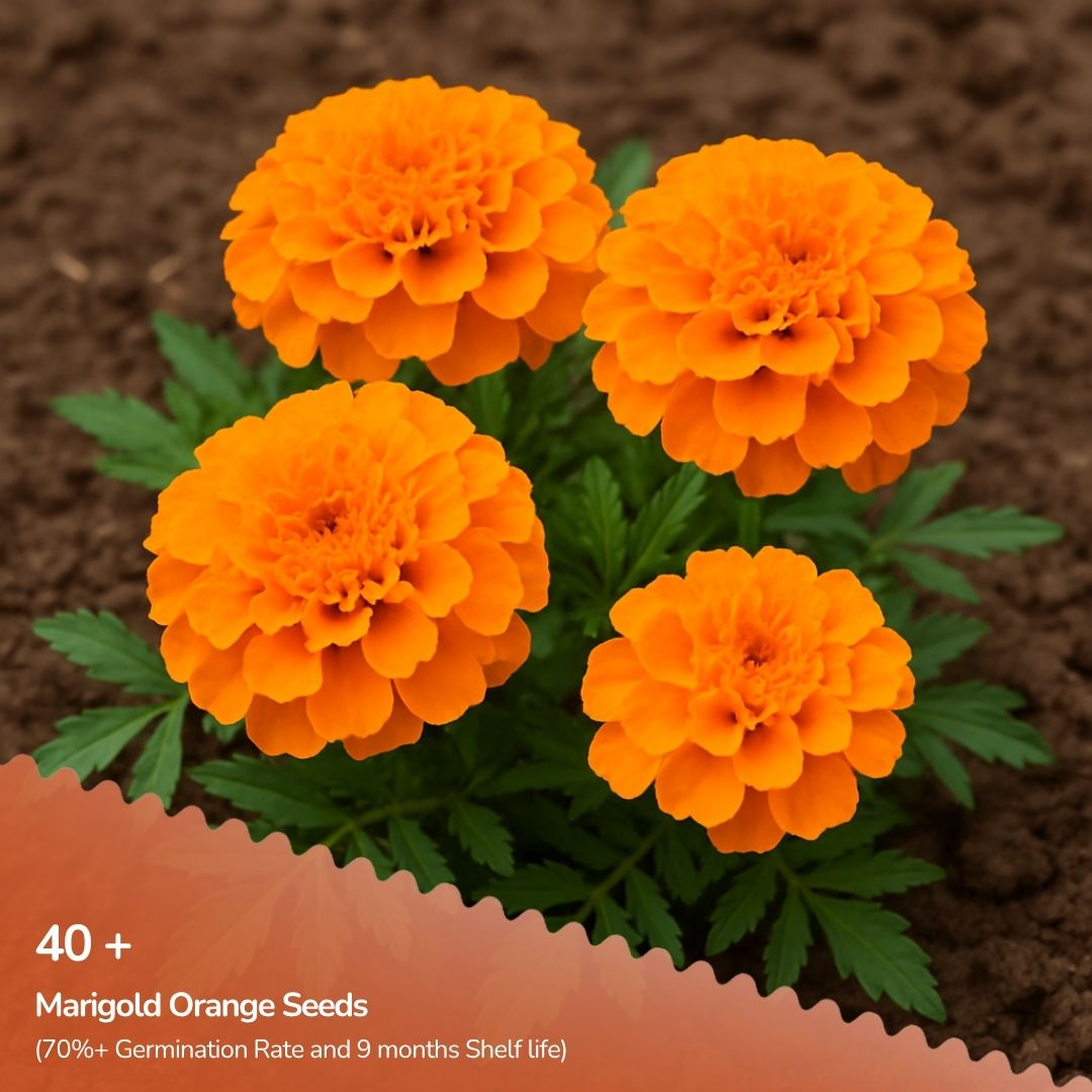 Marigold Orange African Seeds