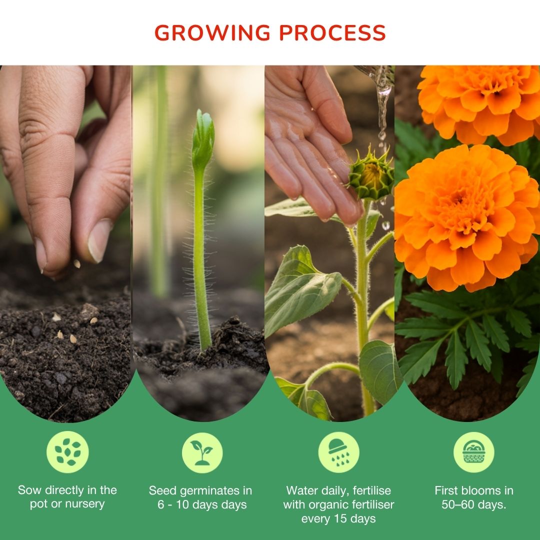 Marigold Orange African Seeds