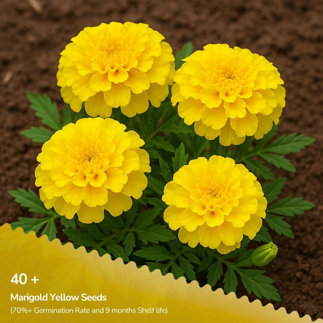 Marigold Yellow African Seeds