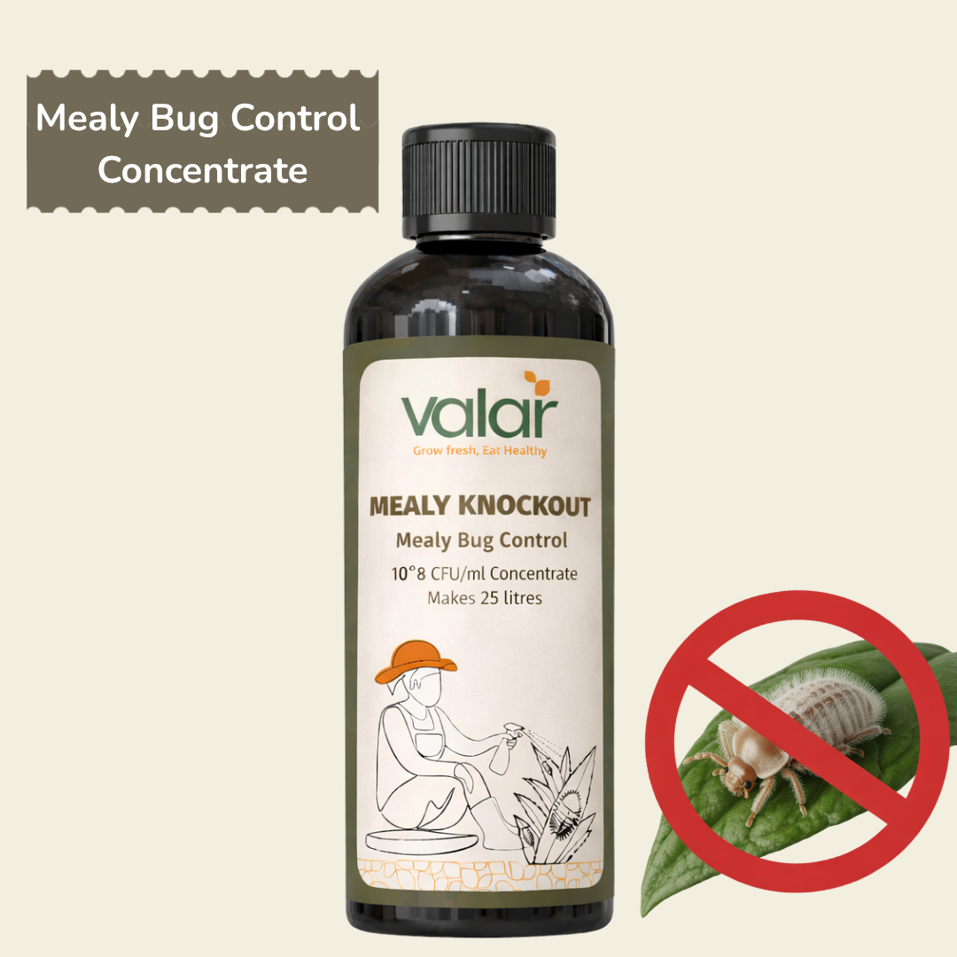 Mealy Bug Control- Concentrate (Makes 25 liters)