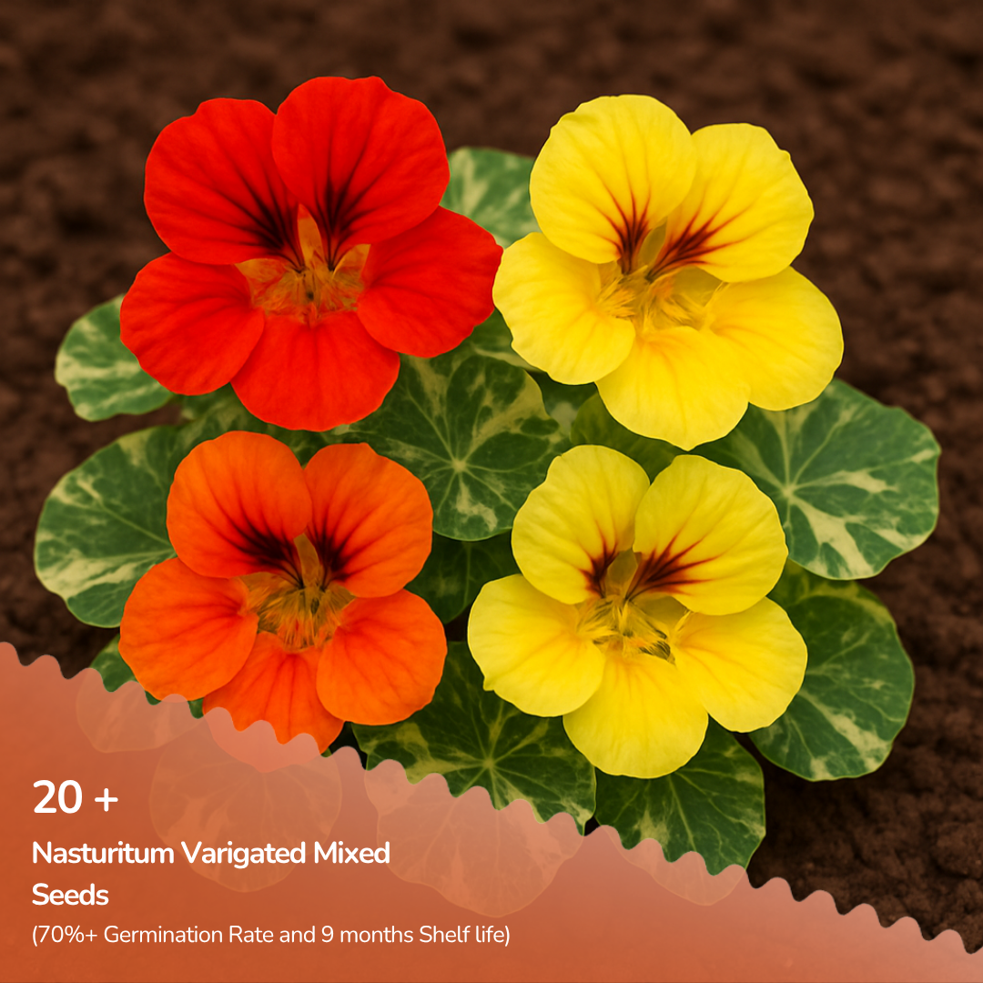 Nasturitum Varigated Mixed Seeds